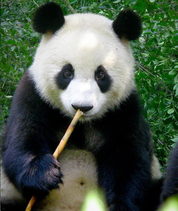 Animals Image Panda Bear Wallpaper Photos