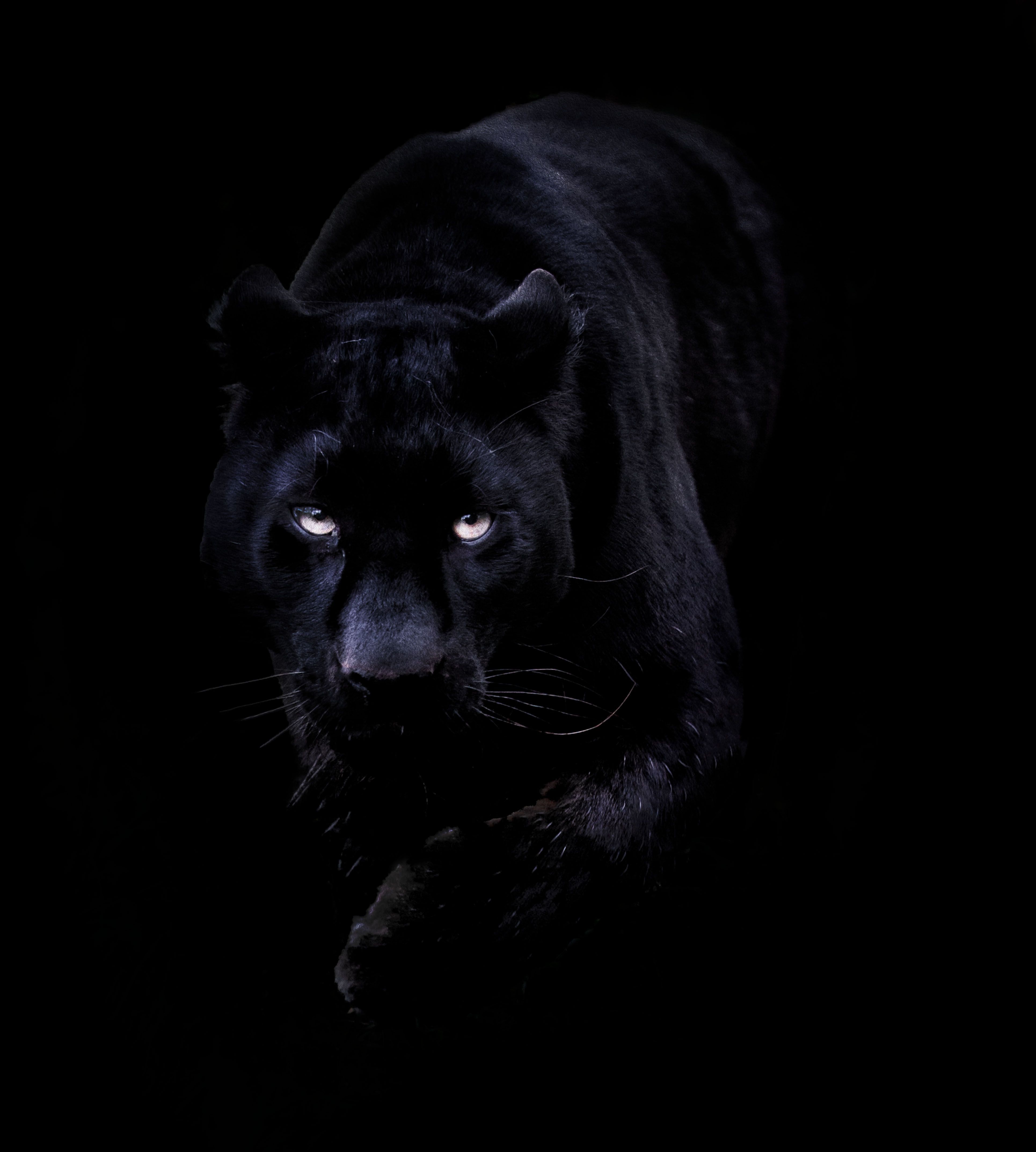3860x4290 Best Of Black Panther Animal Wallpaper iPhone Design
