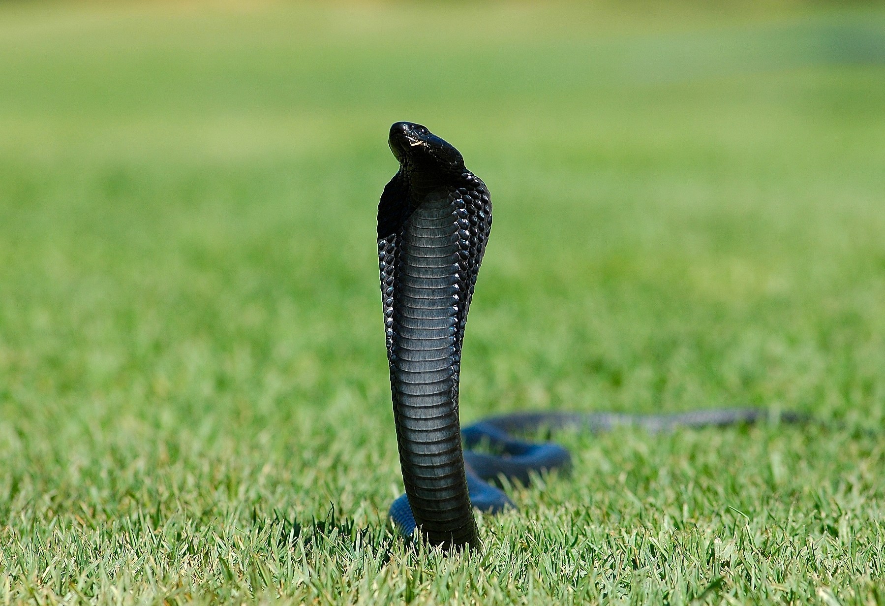 Black King Cobra Snake HD Wallpaper