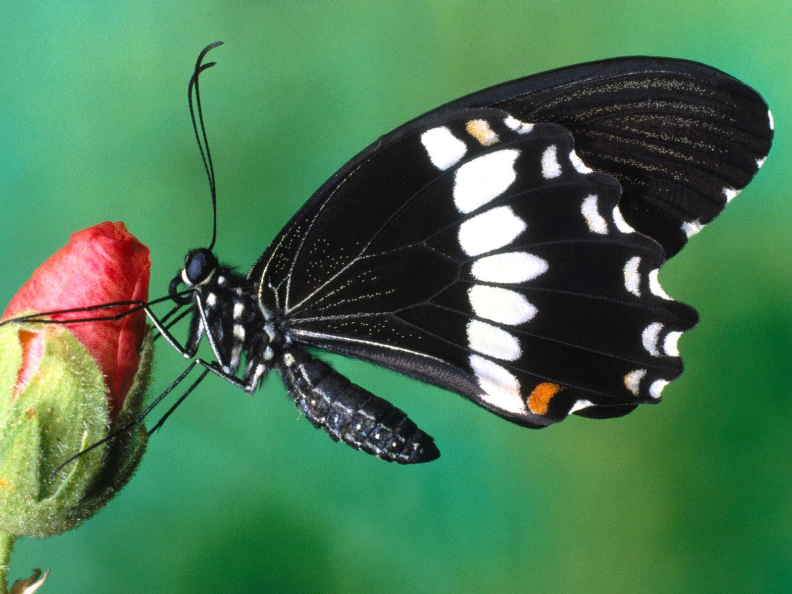 Butterfly Desktop Wallpaper Funny Photos Mages