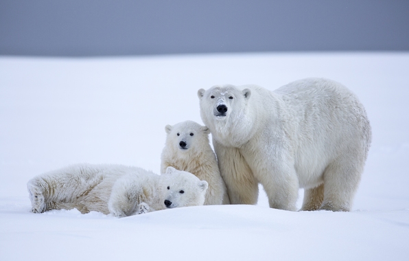 Polar Bears Bear Cubs Alaska Snow Winter Wallpaper