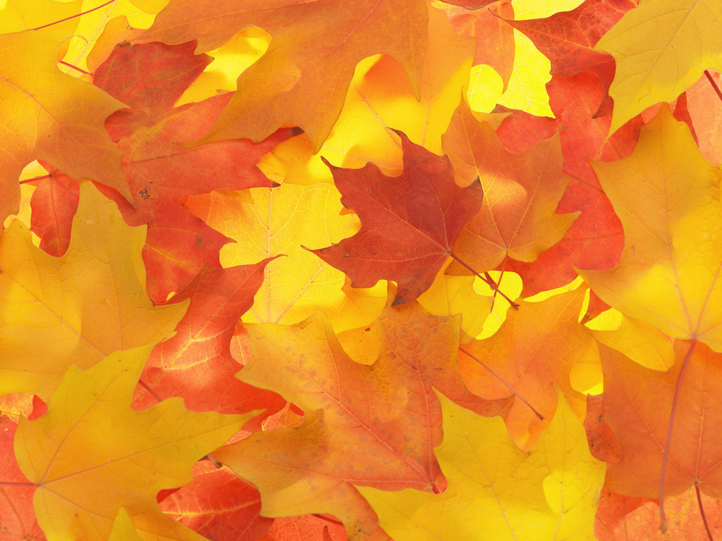 Fall Leaves Background Px HDwallsource