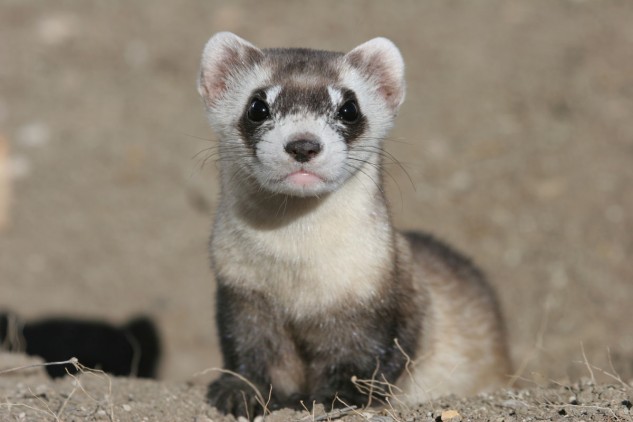 Related To World Wildlife Fund Adopt A Black Footed Ferret Wwf