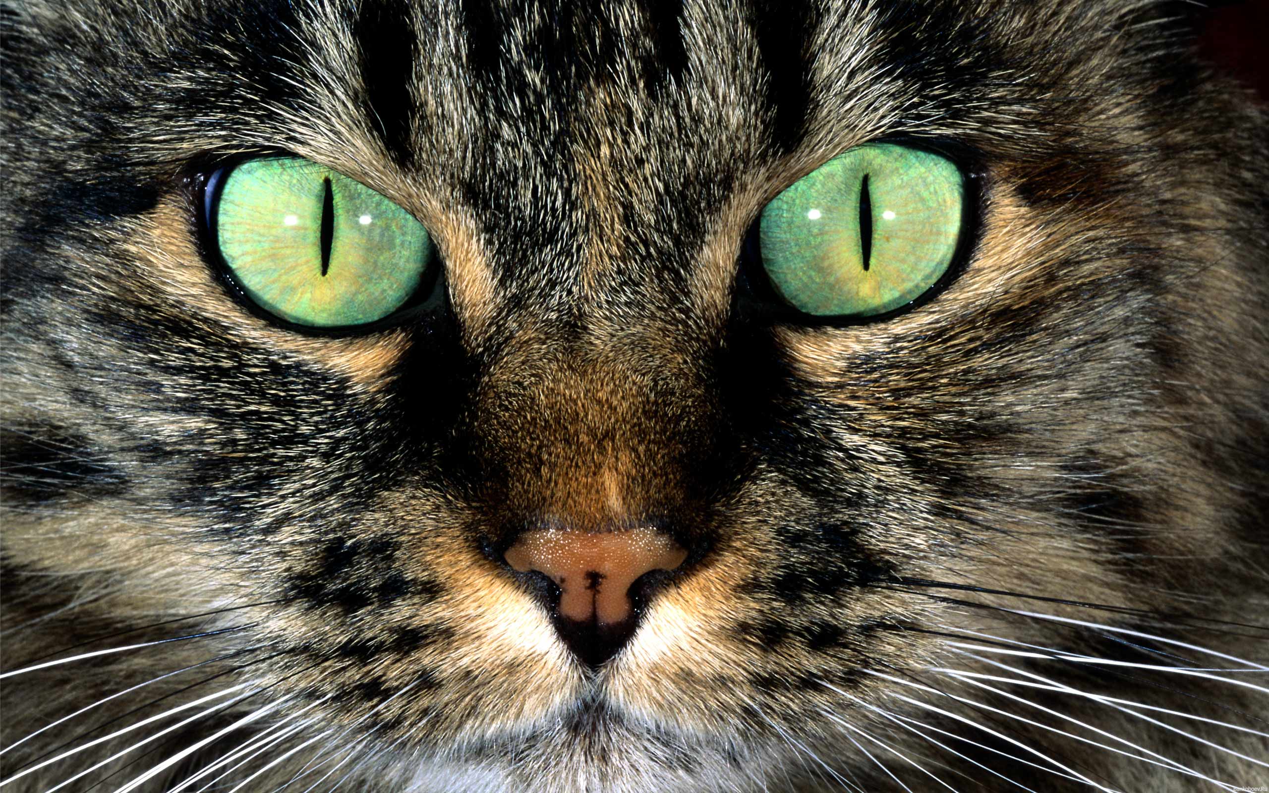 HD Wallpaper Animals Cute Male Cat High Definition