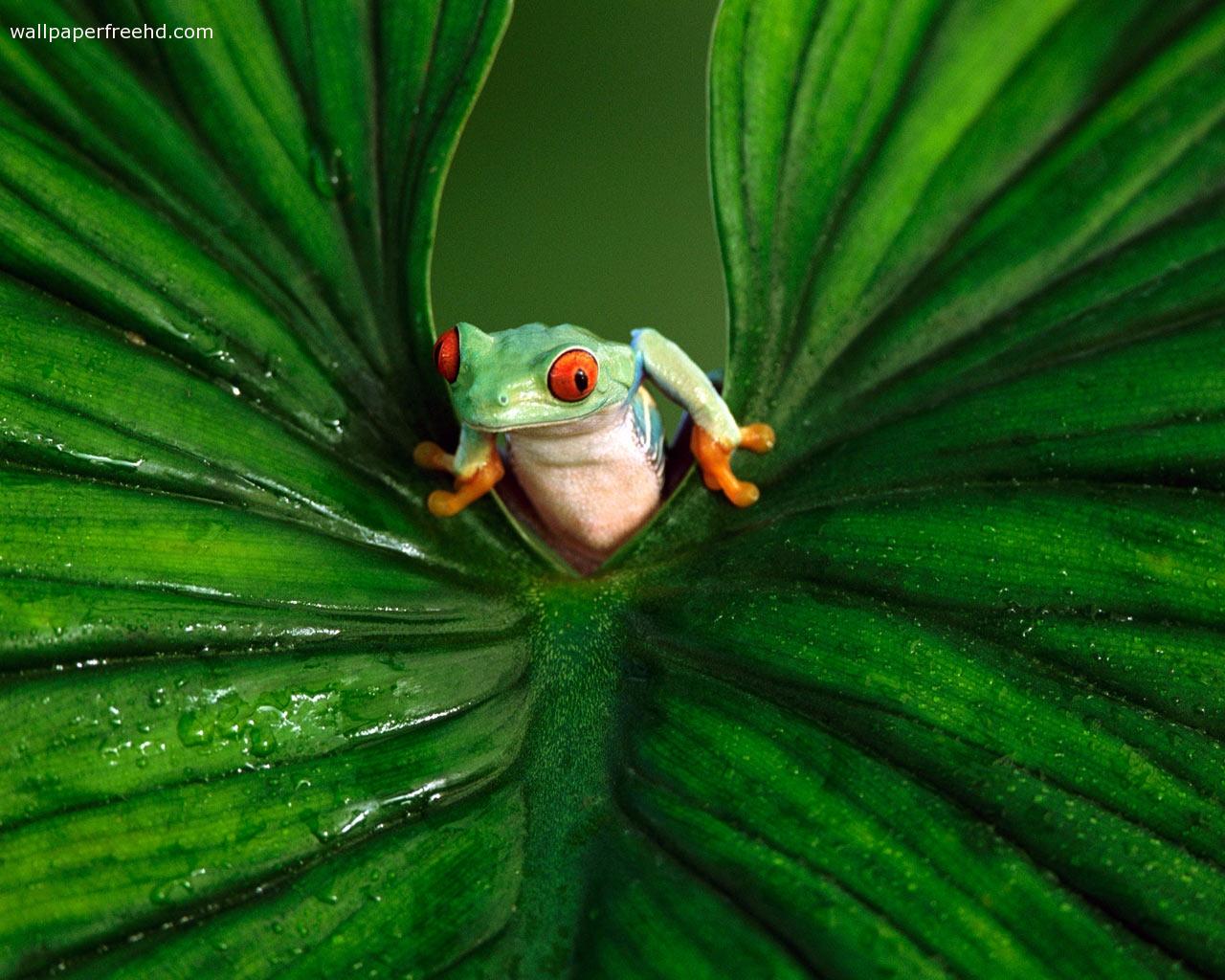 Red Eyed Tree Frog Wallpaper HD Background