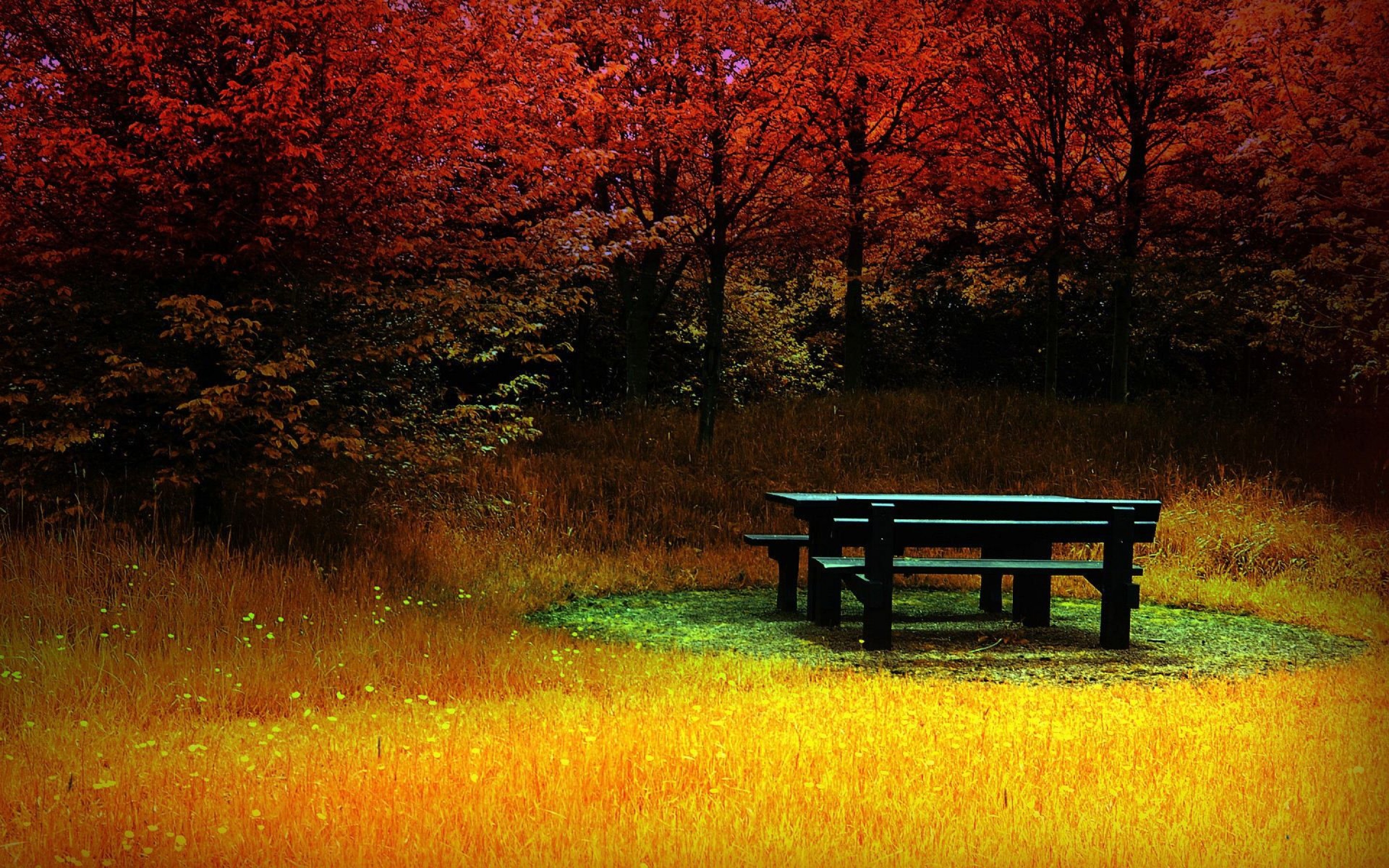 Bench With Red Tree Wallpaper Picture HD