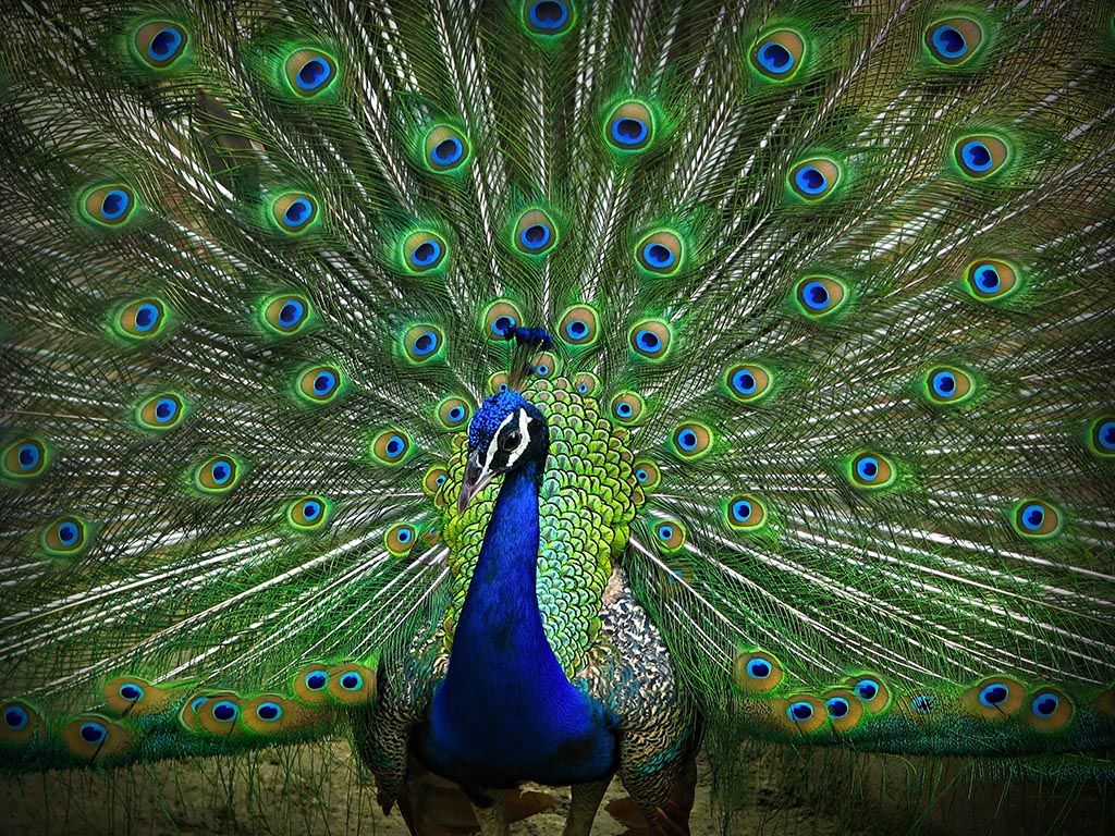 Peacock Pictures Find Best For