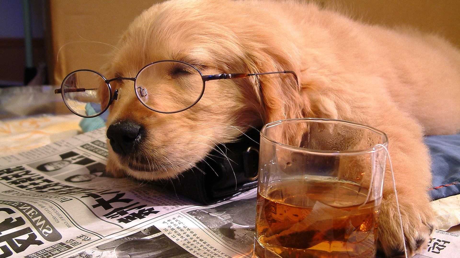 Dog Glasses Newspapers Drink Animals Wallpaper HD Desktop