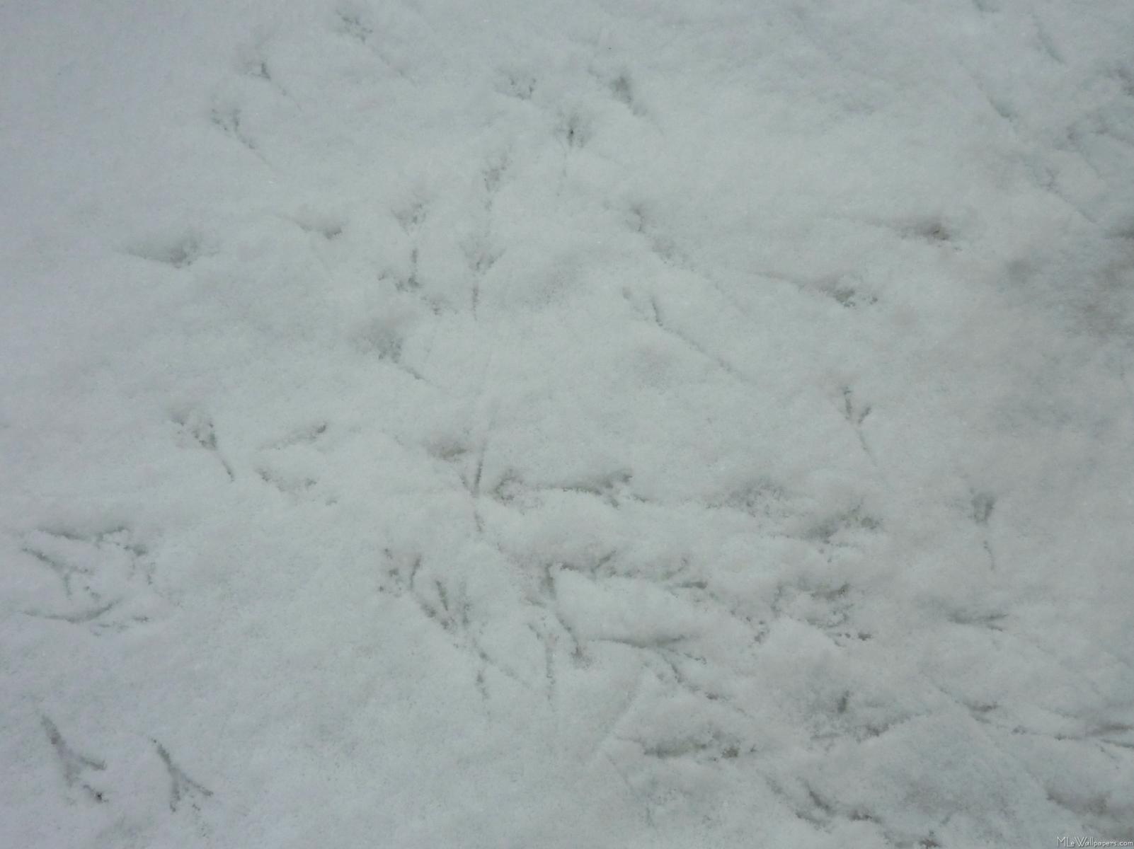 Bird Prints In Snow