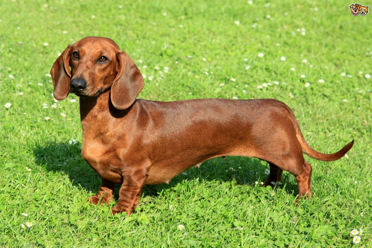 Pics Photos Related Pictures Dachshund Family Wallpaper