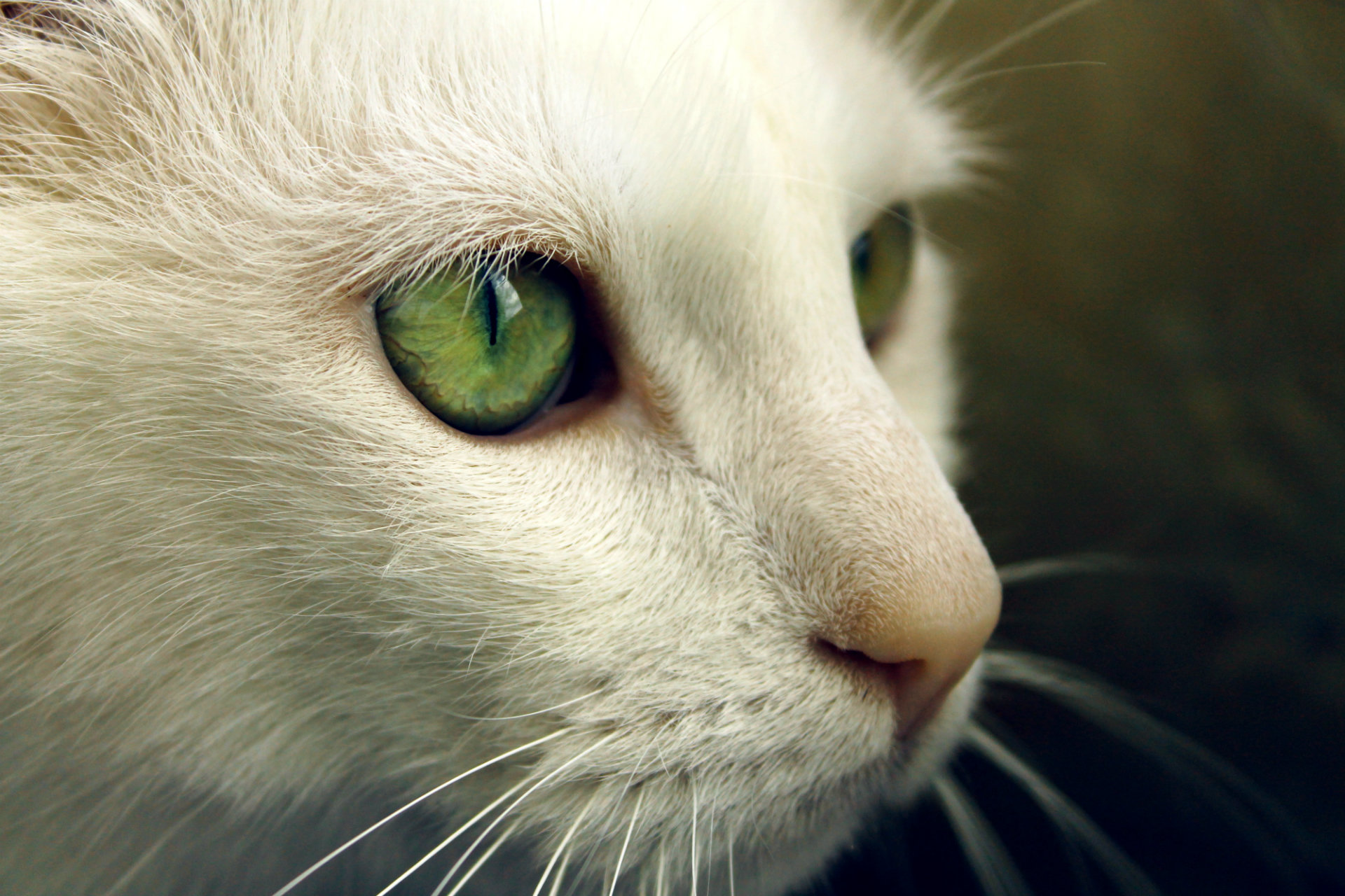 Cats With Green Eyes Wallpaper Amp Beautiful HD Pictures