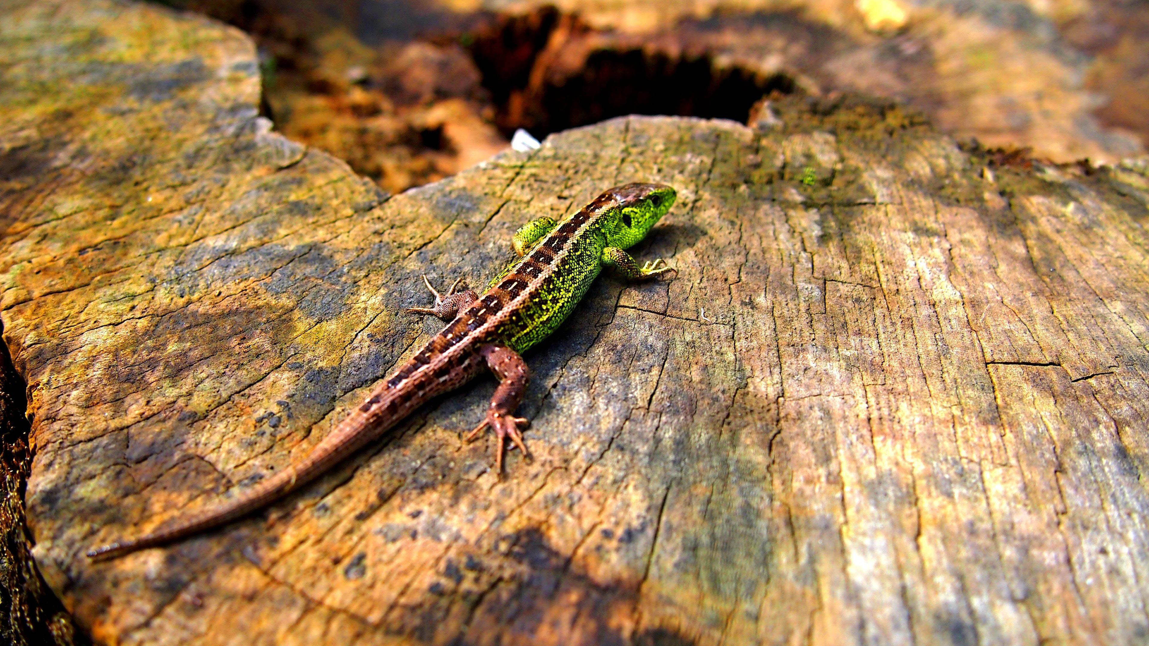 Beautiful Colored Lizard On A Log 4k