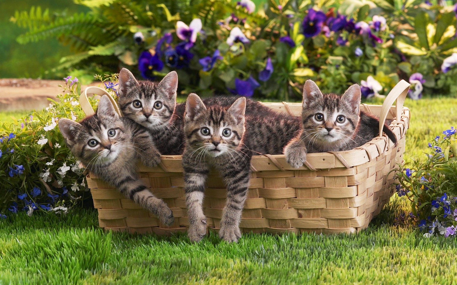 Baskets Of Small Cat Cats Wallpaper Fun Pre 10wallpaper