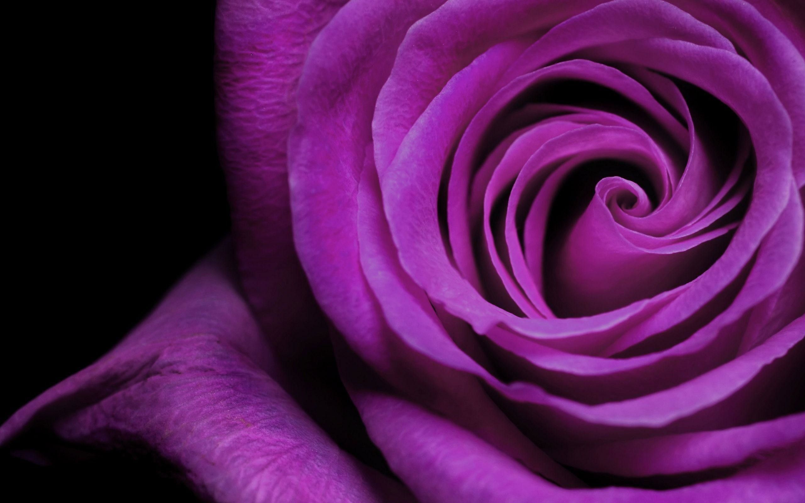 Close-up of a vibrant purple rose, showcasing its delicate petals and intricate spiral formation