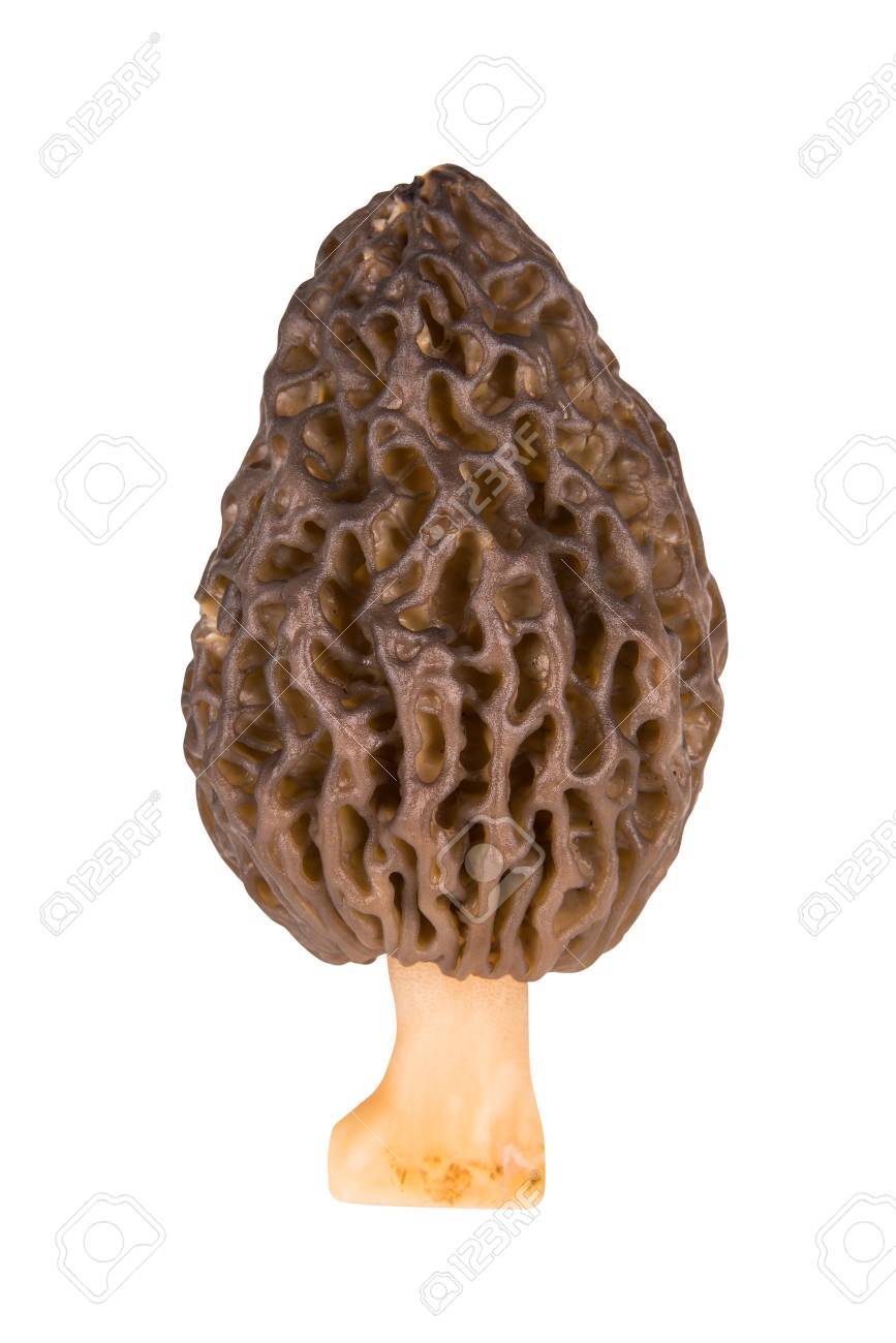 Morel Mushroom On White Background With Clipping Path Stock Photo
