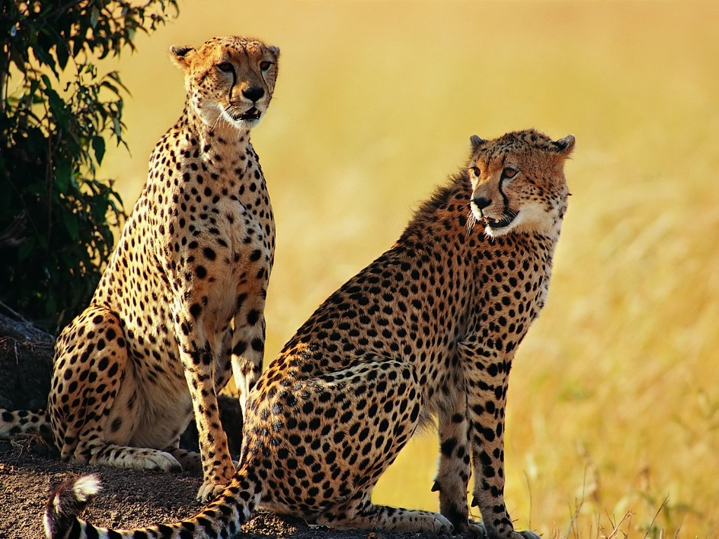 All About Animal Wildlife Cheetah Cool HD Wallpapers 2012