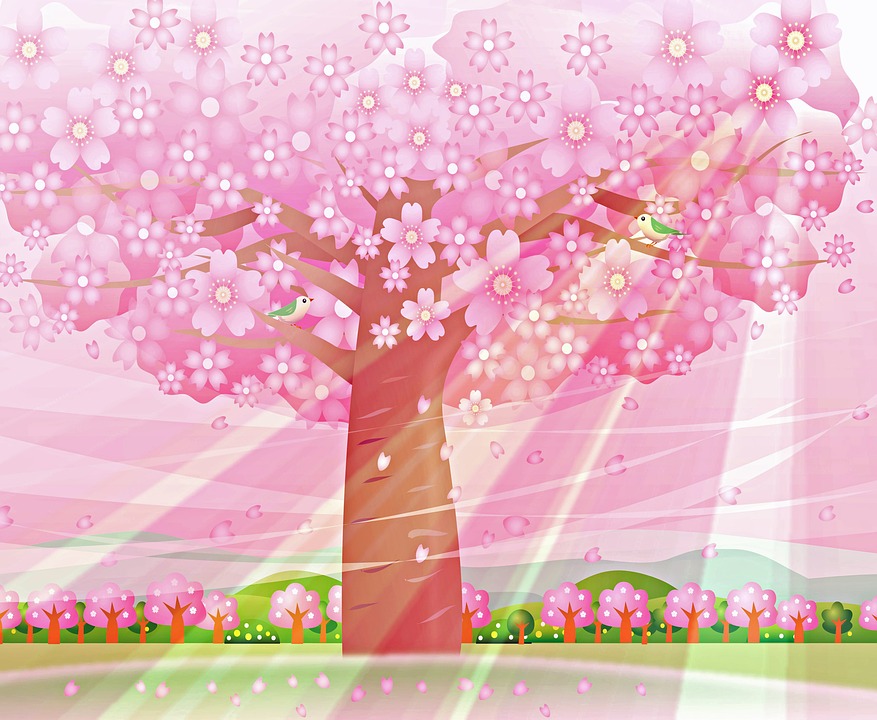 Springtime Background Sakura   Free image on
