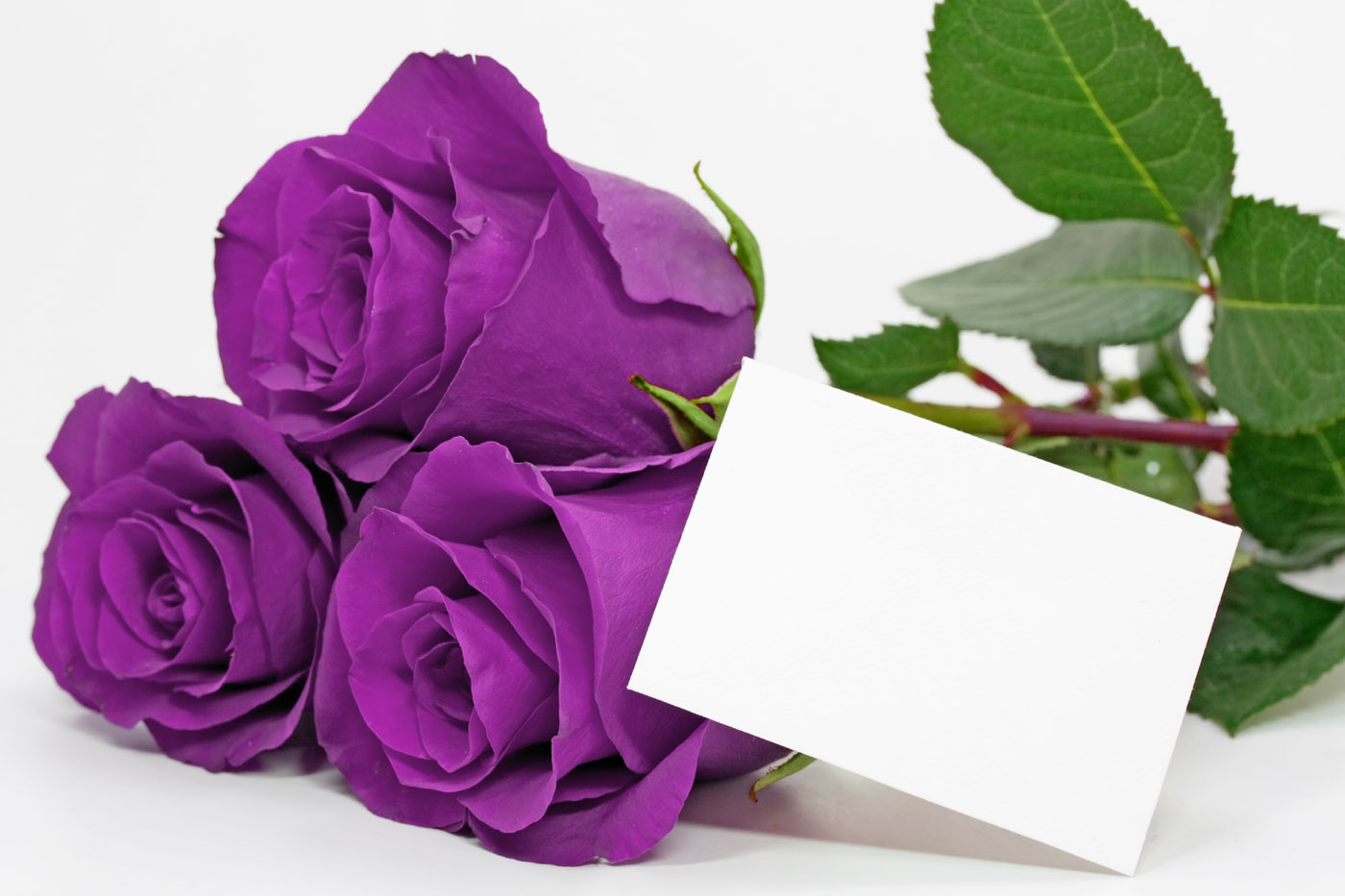 Magnificent Purple Roses Photo