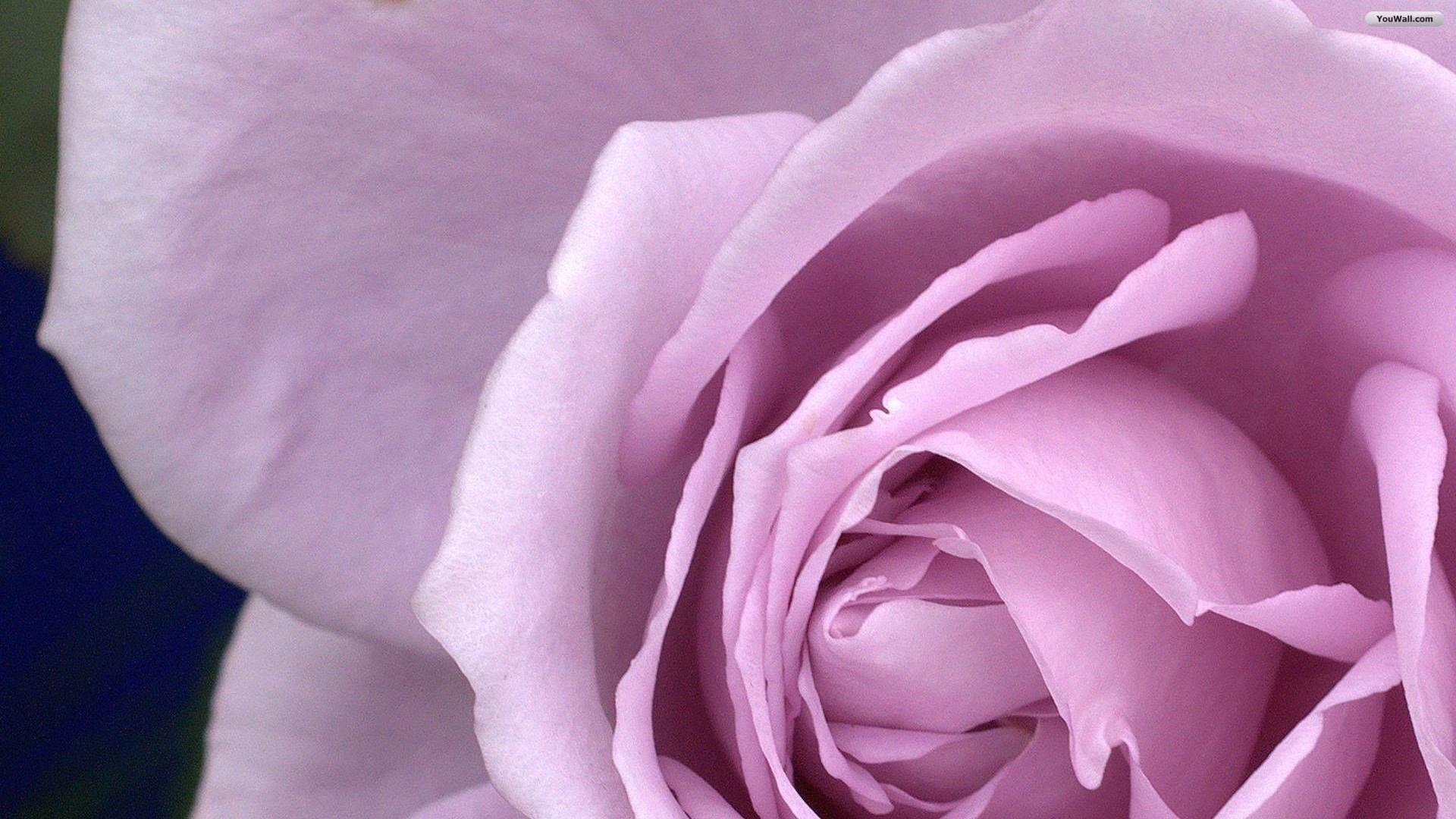 Big Purple Rose Close Up Wallpaper And Image Pictures