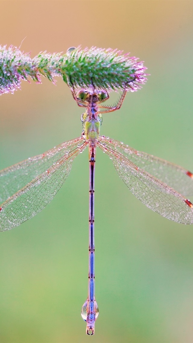 Insect Dragonfly Grass Morning Dew Drops iPhone 5s