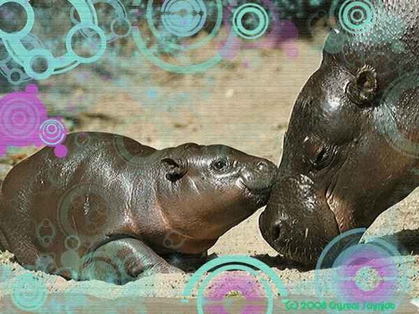 Baby Hippo Love By Rurixsama