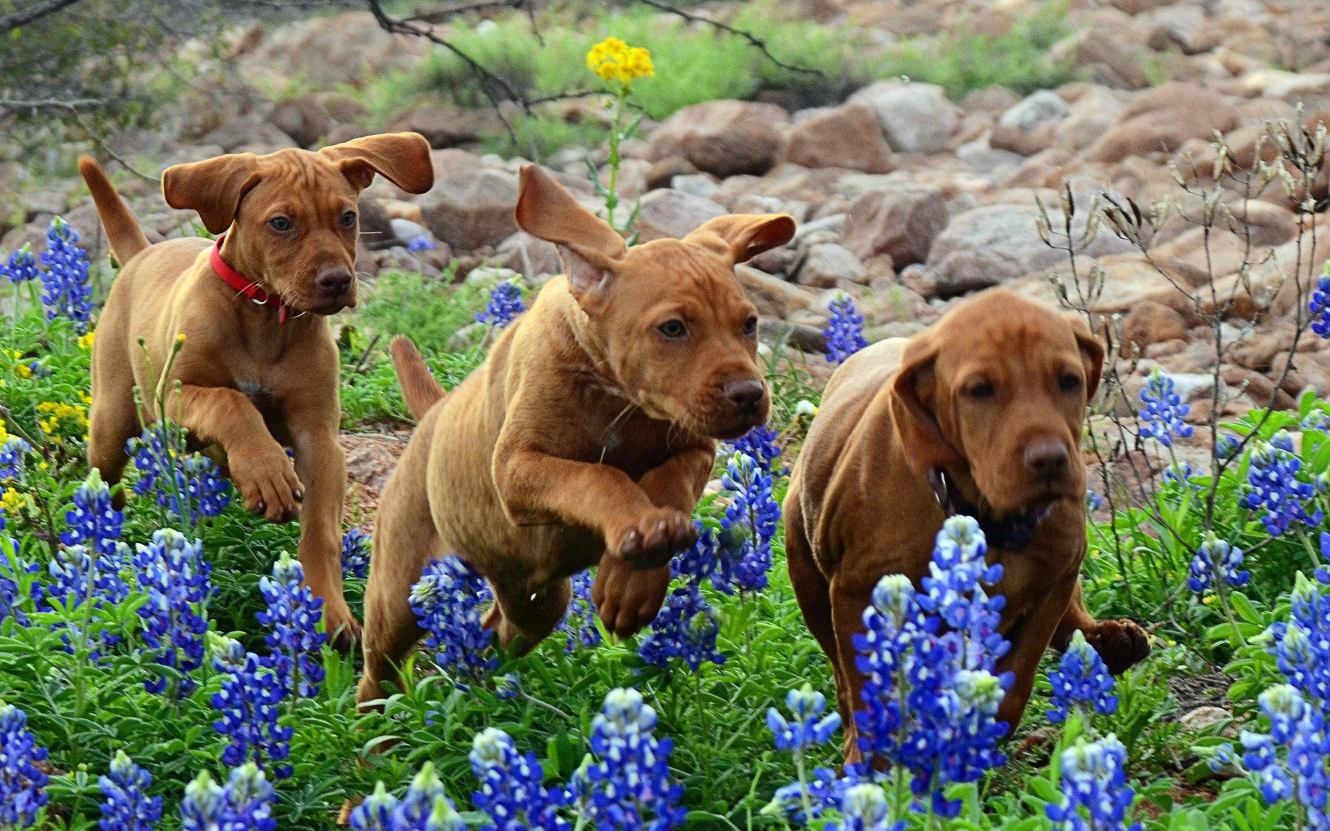 Dogs Puppies Running Flowers Baby Puppy Wallpaper