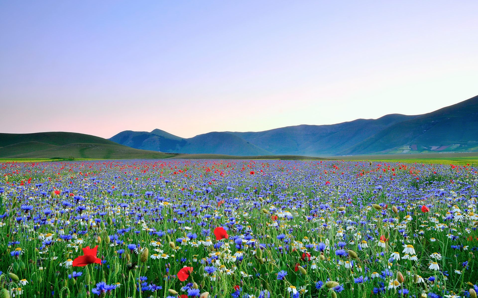 Wildflower Wallpaper