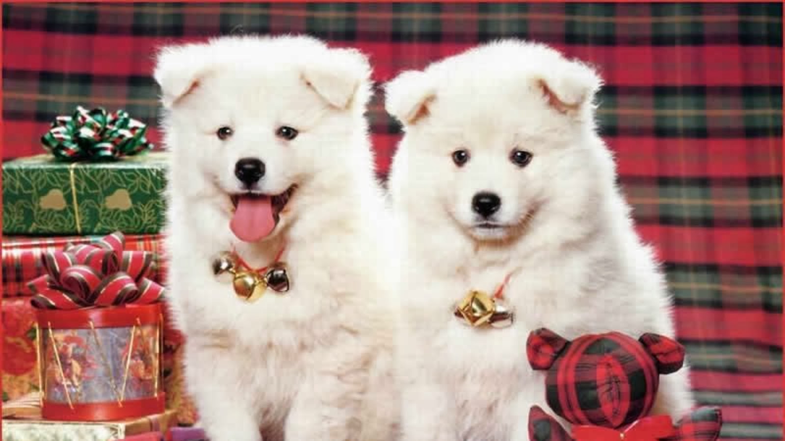 Beautiful HD Puppies Dogs Wallpaper Desktop