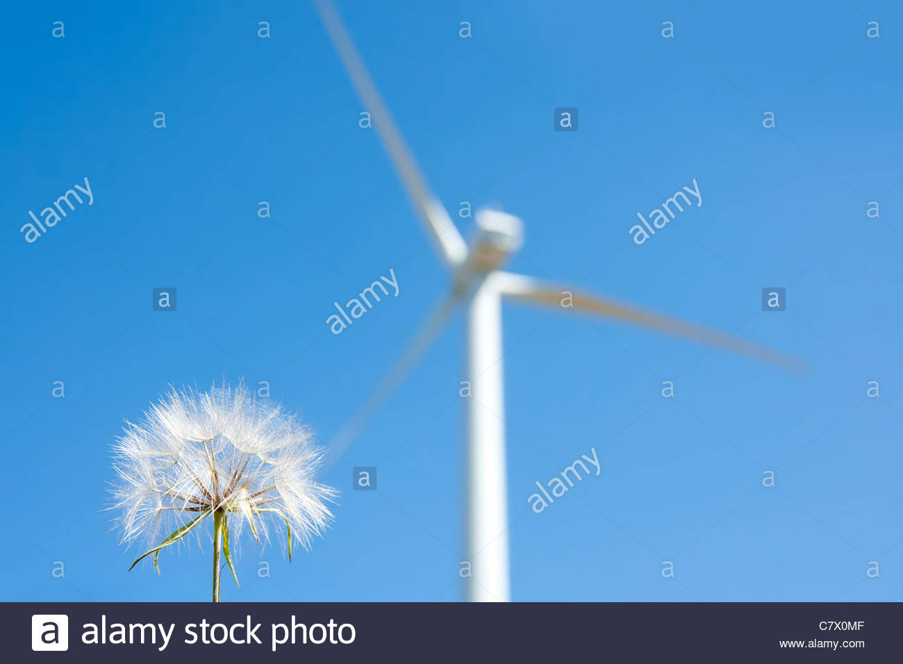 Dandelion With Windmill Background Green Energy Metaphor Stock