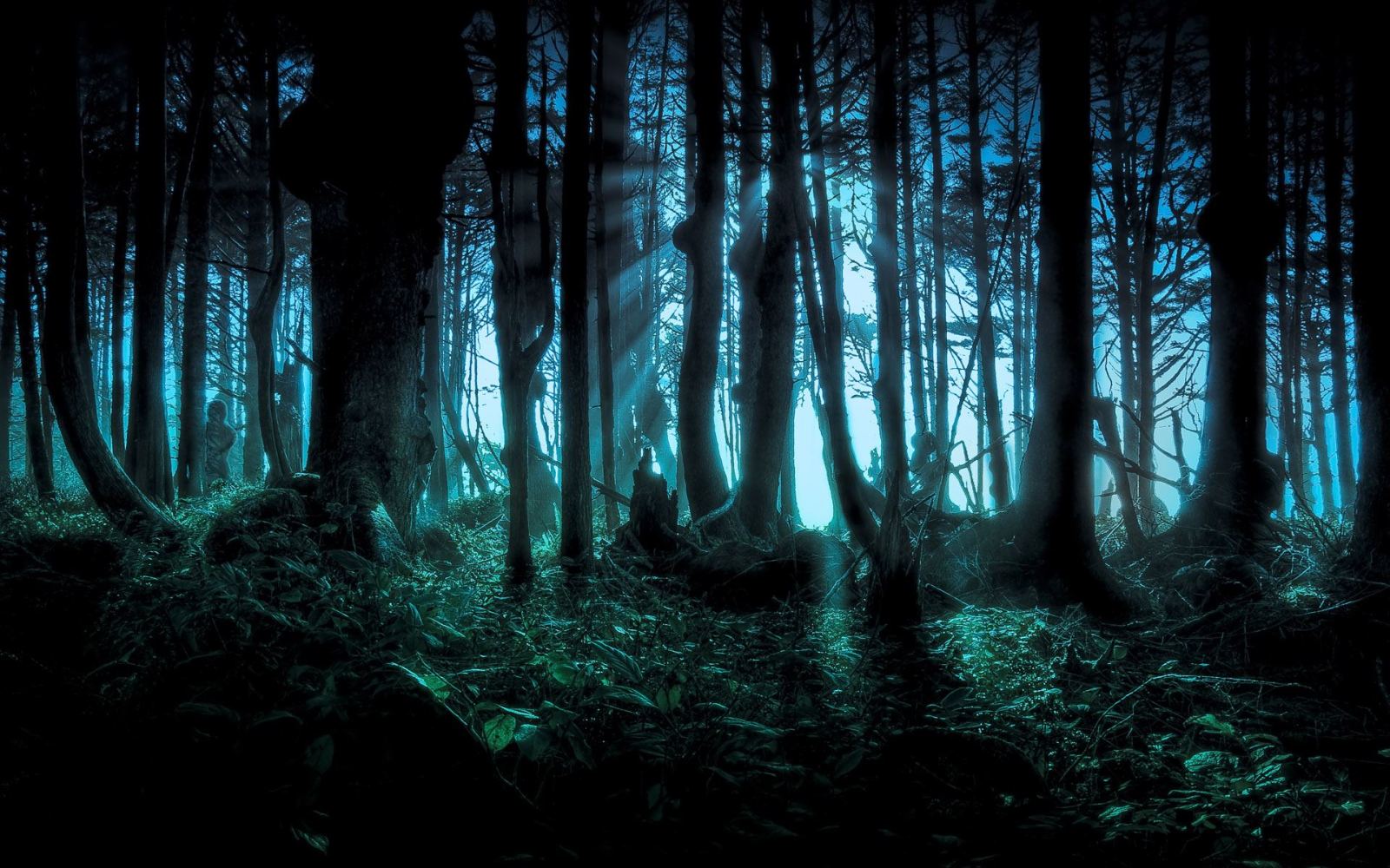 Dark Forest Wallpapers Daily Backgrounds in HD