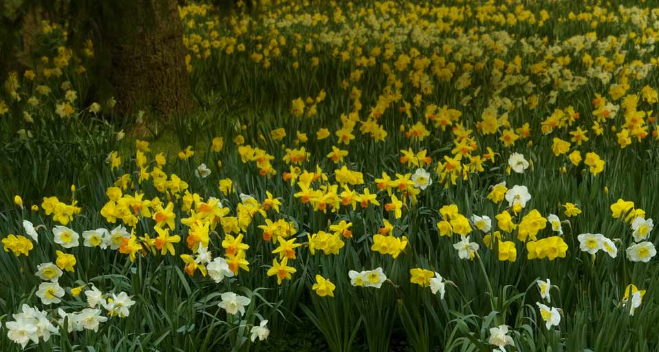 st patricks day daffodils online