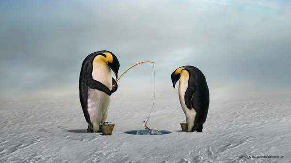 Snow Ice Penguins Fishing Fish Wallpaper Desktop