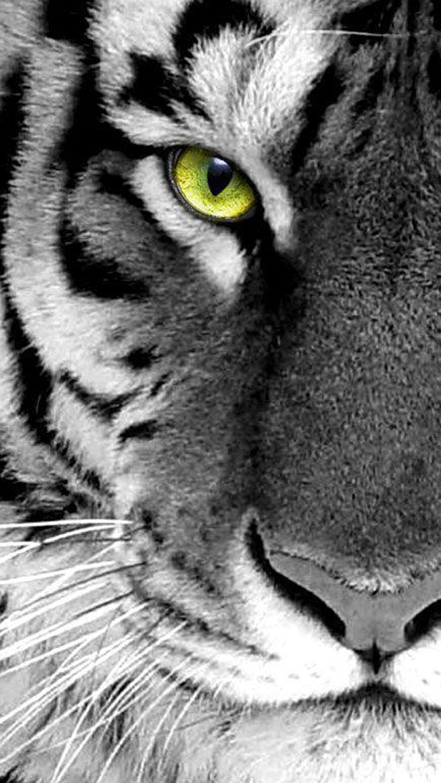 White tiger iPhone 5 Wallpaper 640x1136