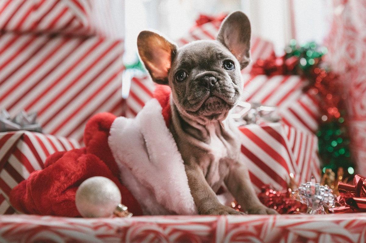 Holiday Activities To Do With Your Dog Redbarn Pet Products