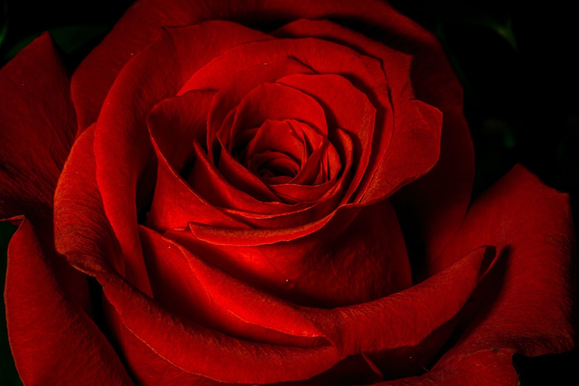 Red Rose Desktop Background HD Wallpaper Roses