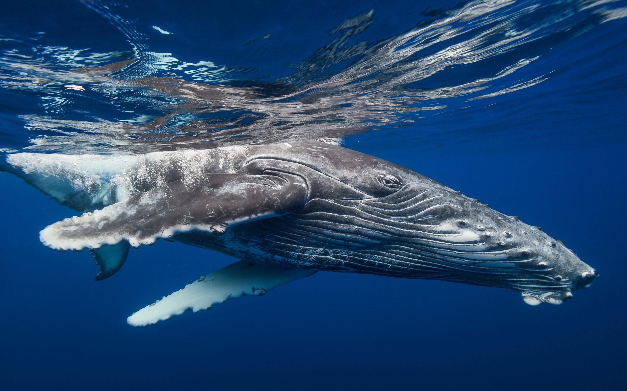 Underwater Whale Animal Humpback HD Wallpaper