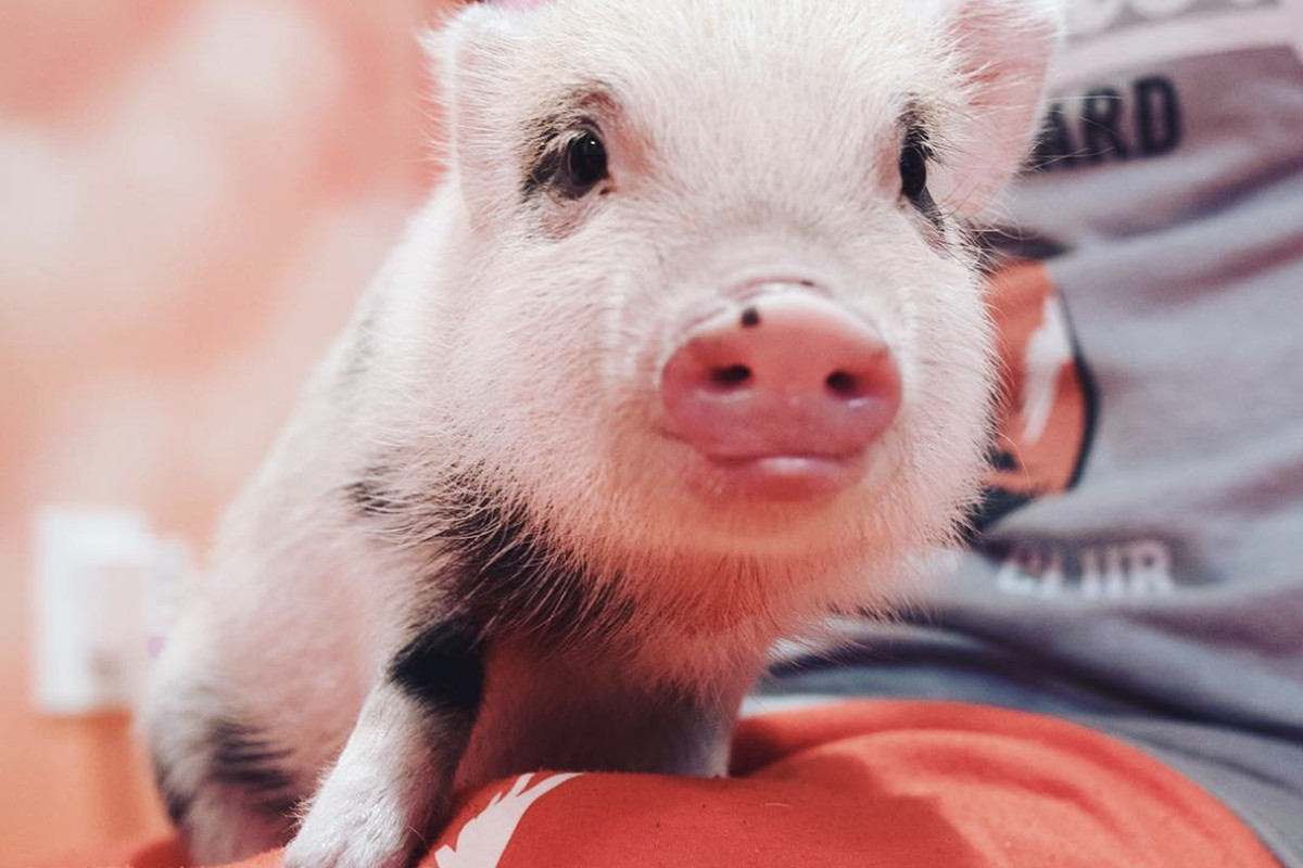 Teacup pigs are popular on and Instagram once again but
