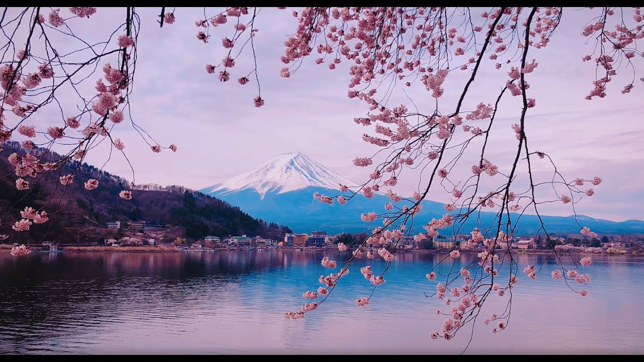 Mount Fuji Wallpaper Sakura Blossom Apk For