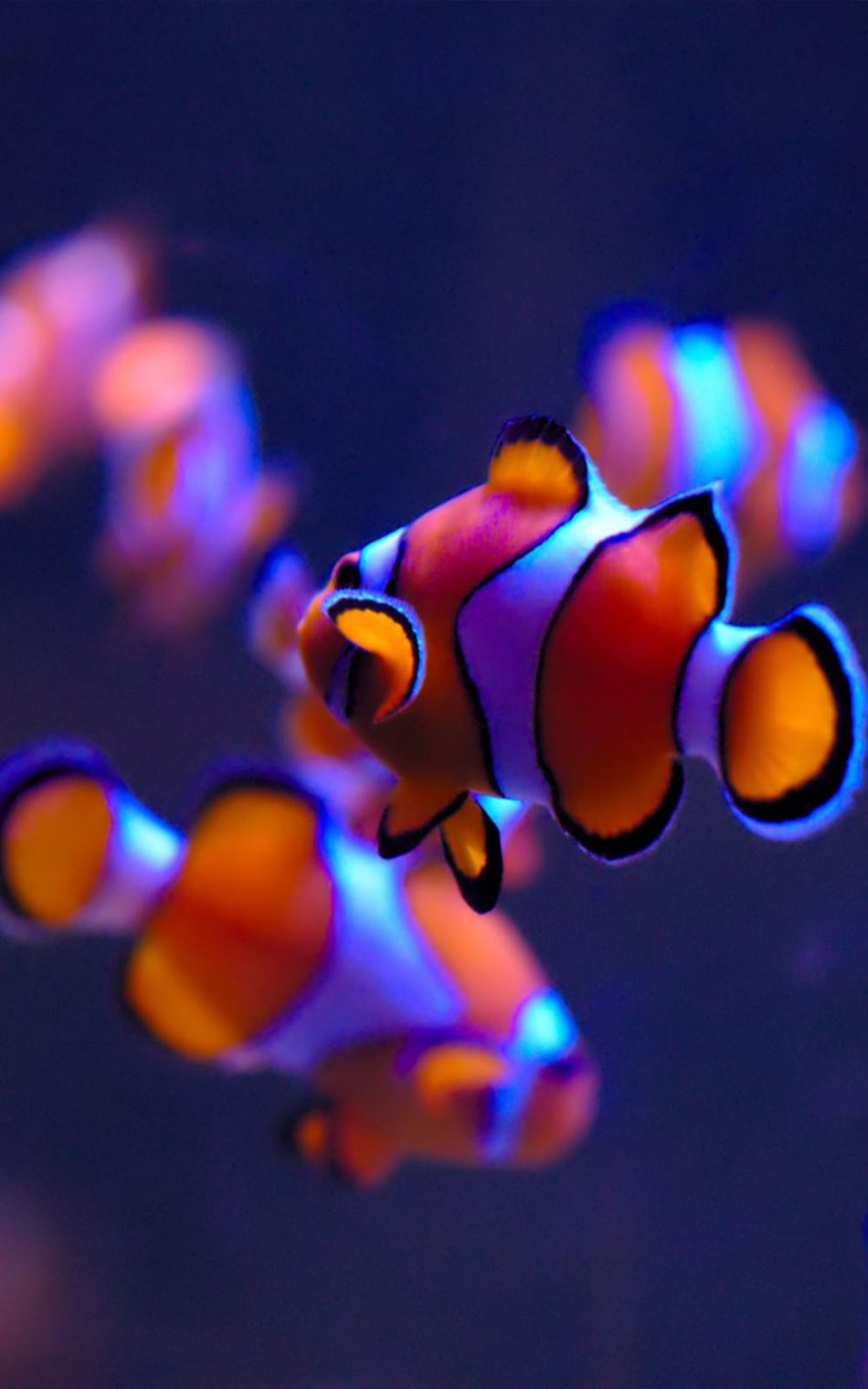 Clown Fishes HD Mobile Wallpaper iPhone Fish Live