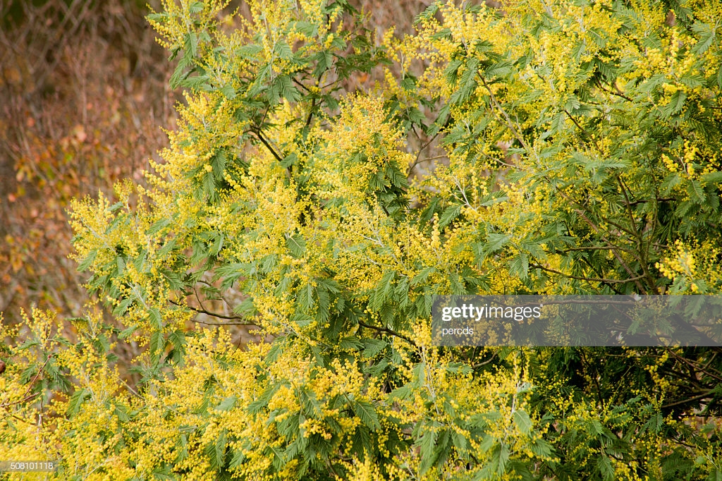 Flowered Mimosa Bush Springtime Background High Res Stock Photo