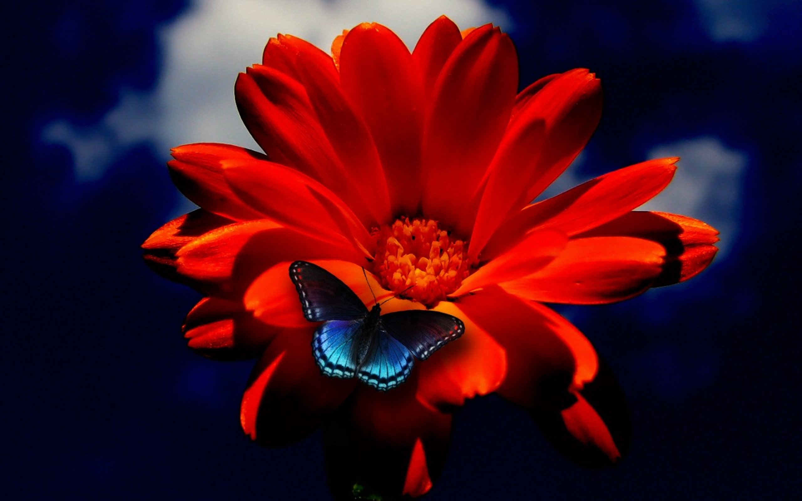 Red Orange Flower Blue Butterfly Wallpaper