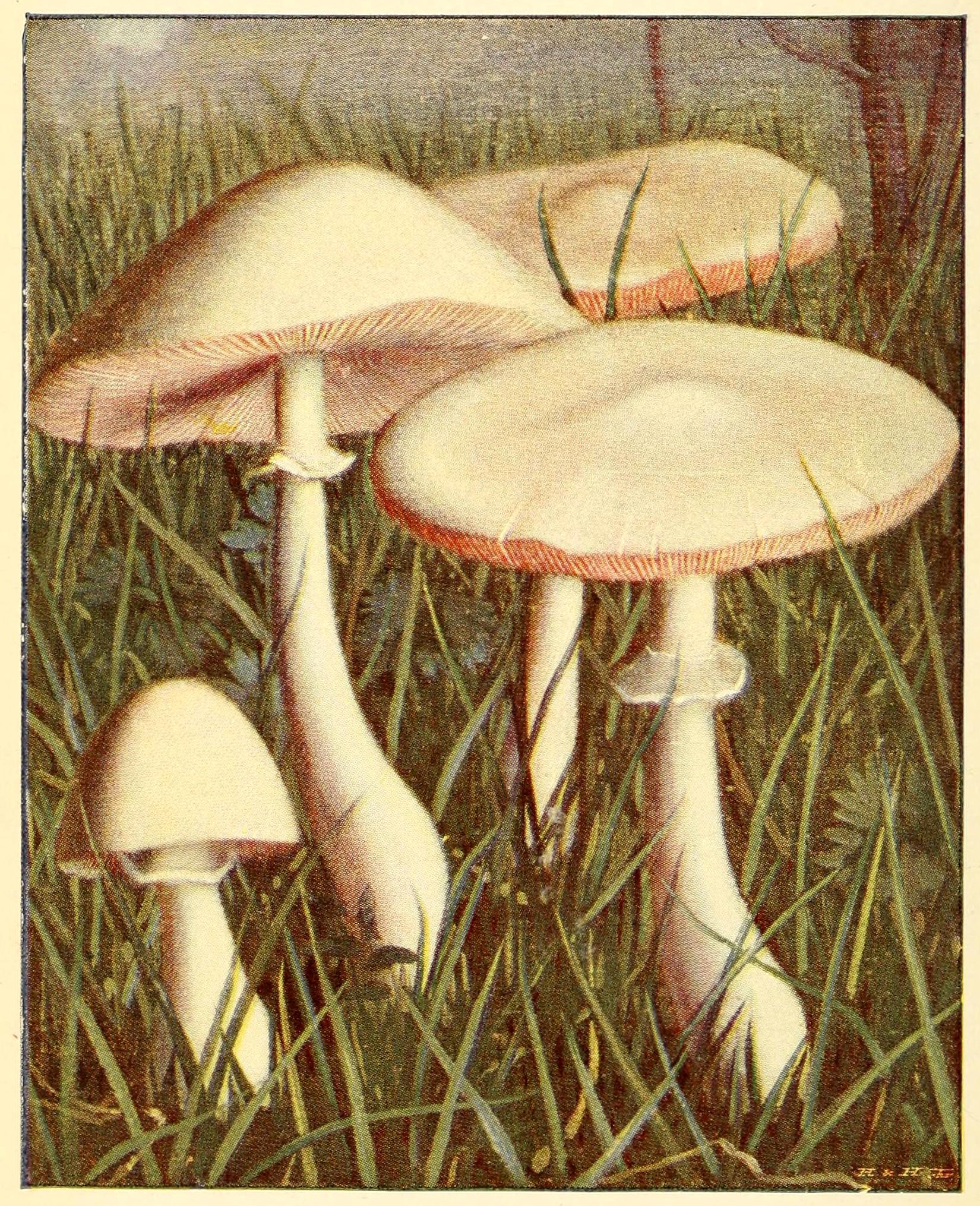 Mushroom Image Vintage The Graphics Fairy