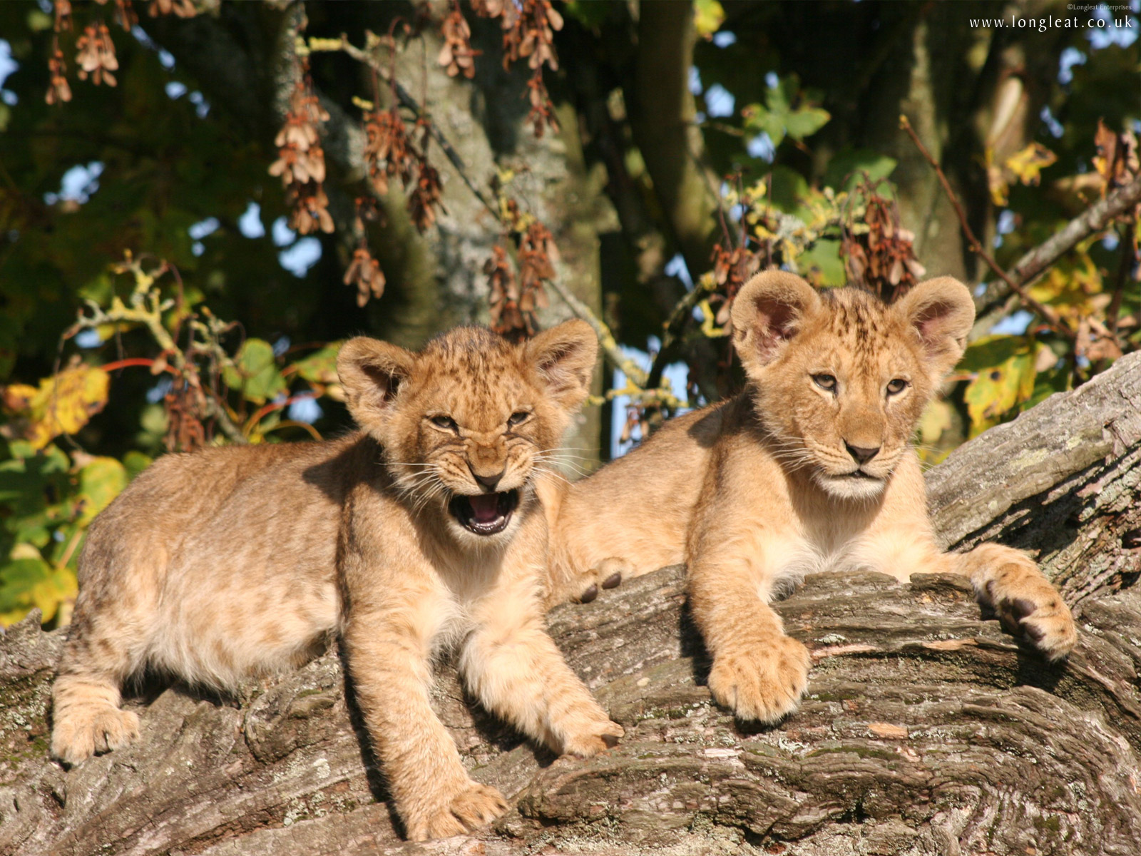 Baby Lions Wallpaper Lion Cubs
