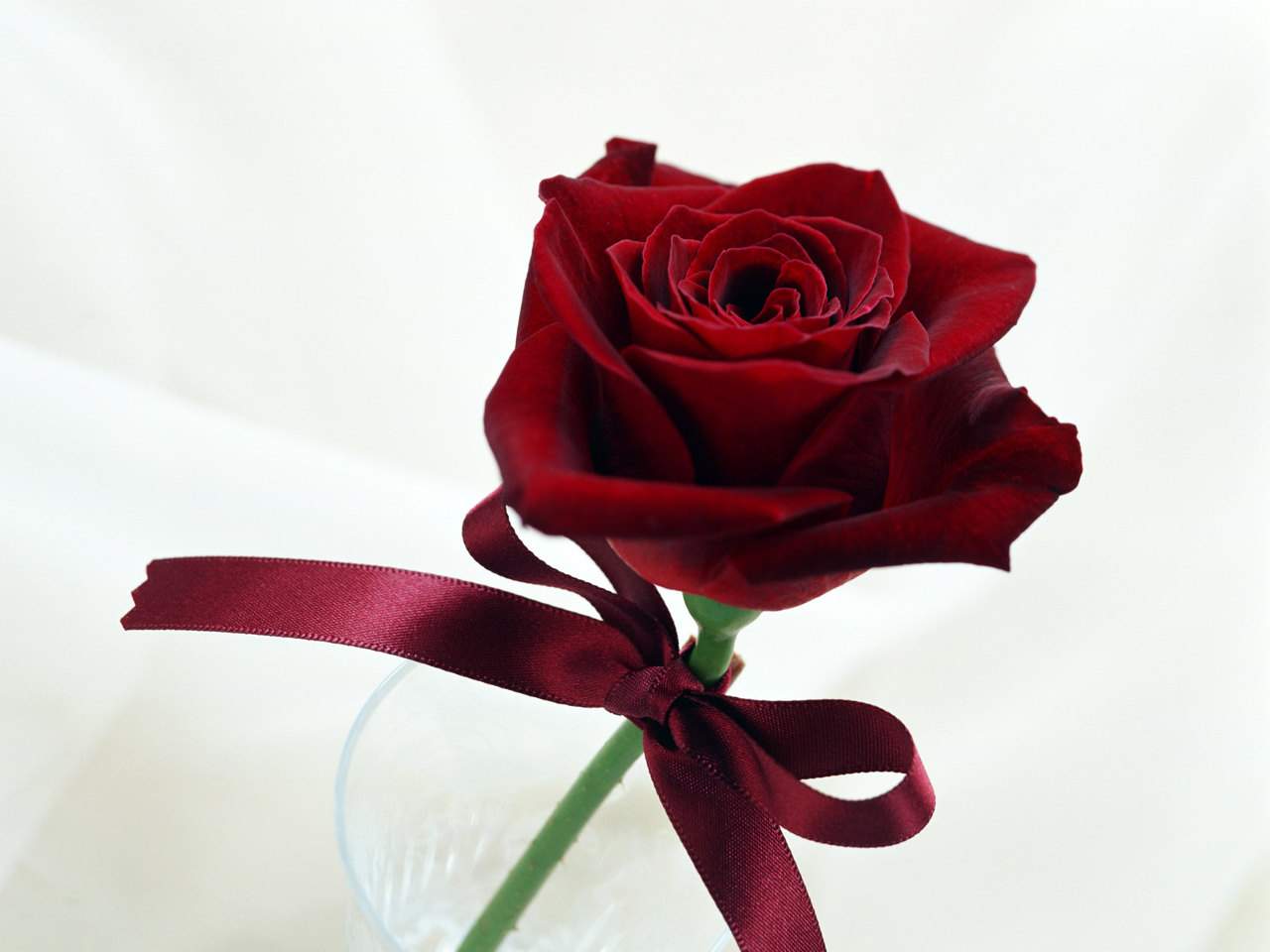 Single Red Rose Wallpaper Flowers Live HD Hq