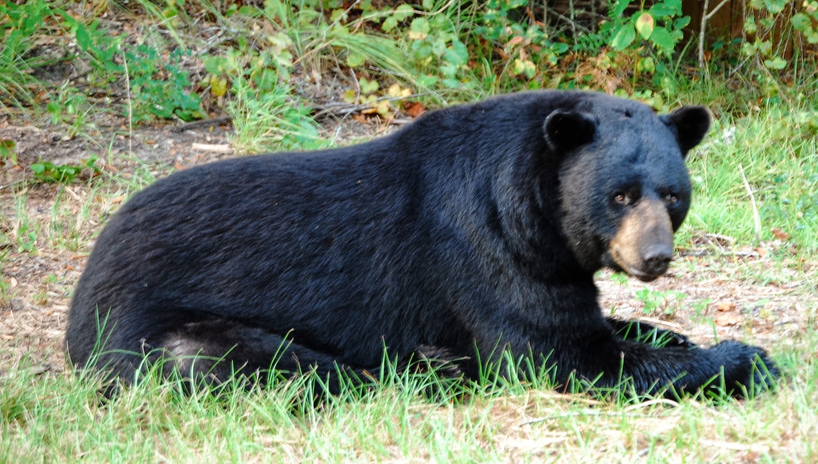 Black Bear Animal HD Wallpaper Top