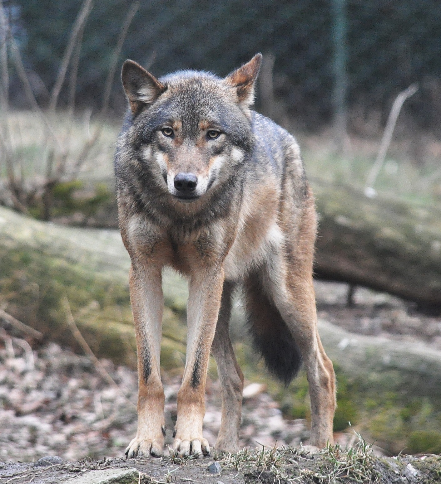 European Grey Wolf In Prague Zoo Wallpaper