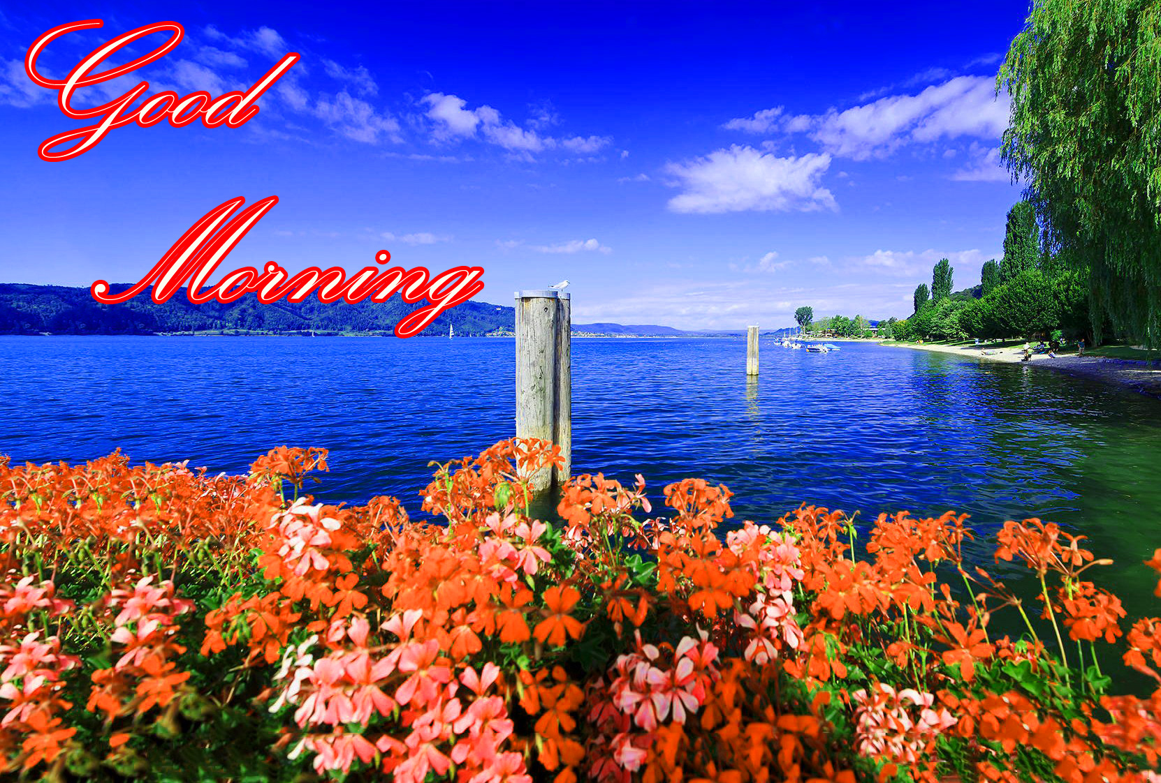 Latest Good Morning Images Wallpaper Photo Pics HD Download For