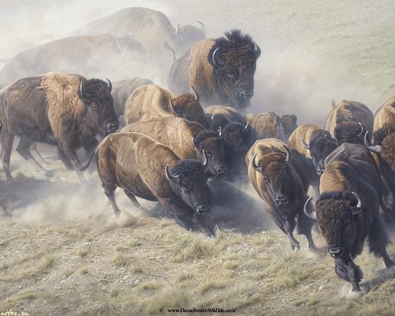 Animal Buffalo Wallpaper
