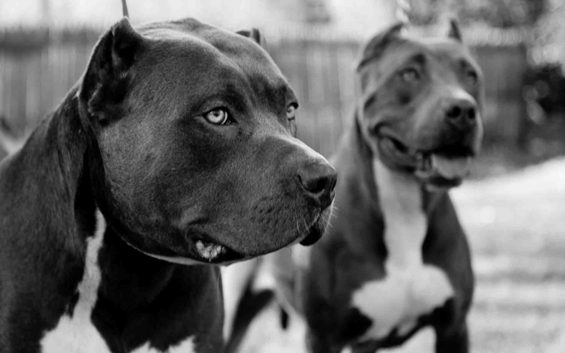 Black Pitbulls Wallpaper And Image Pictures Photos