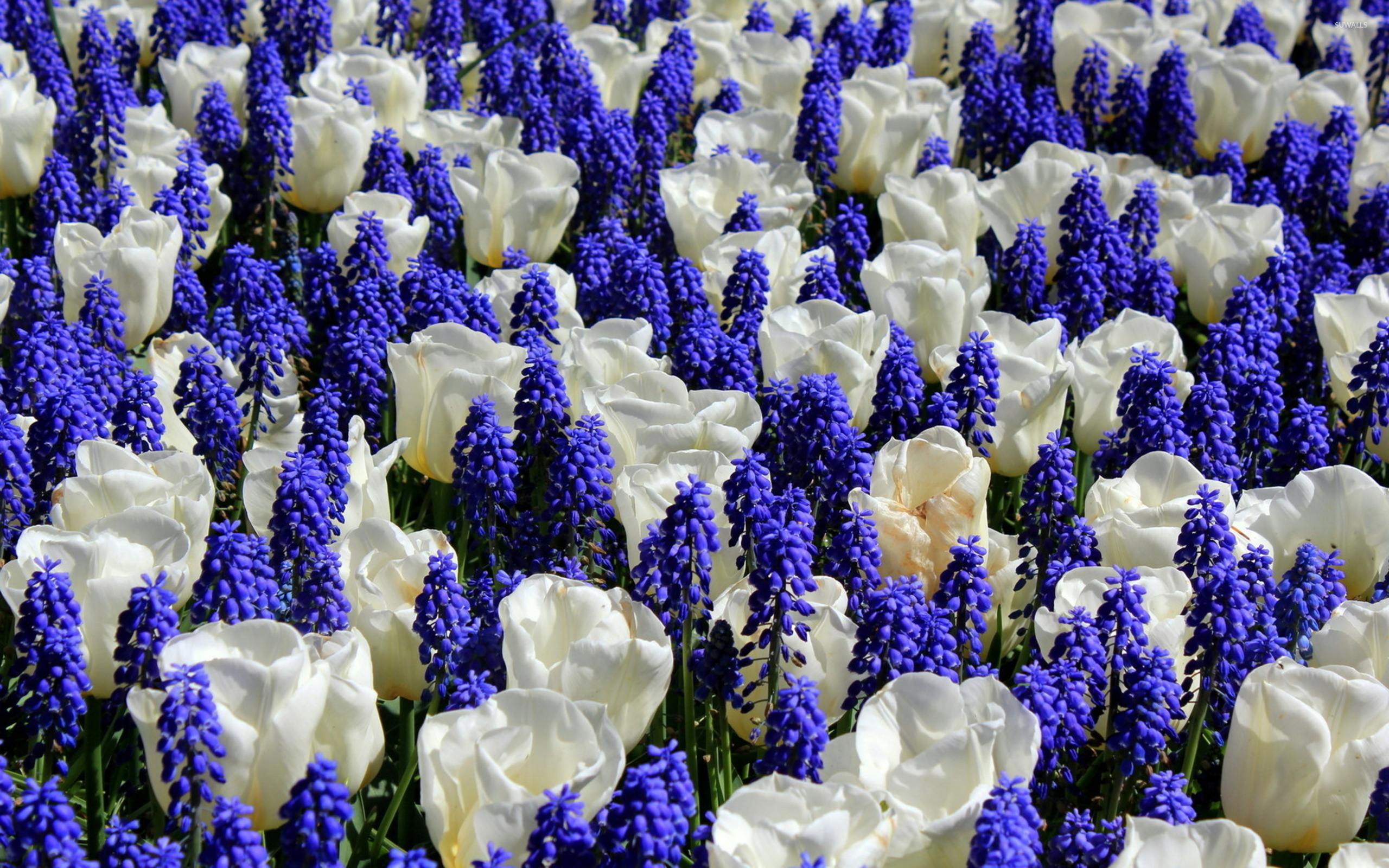 Tulips And Grape Hyacinth Wallpaper Flower